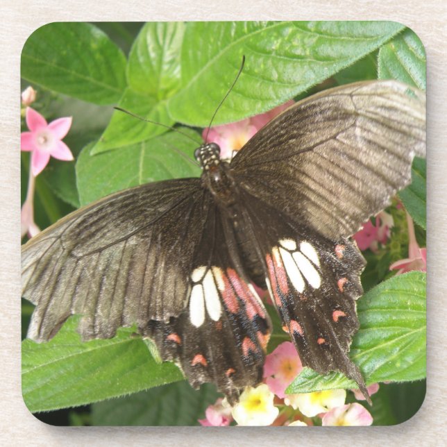 Scarlet Frack Butterfly Macro Cork Untersetzer (Vorderseite)
