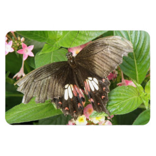 Scarlet Frack Butterfly Macro Flexi Magnet