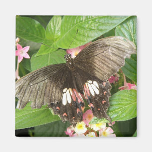 Scarlet Frack Butterfly Makro Magnet