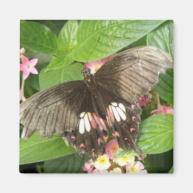 Scarlet Frack Butterfly Makro Magnet (Vorne)