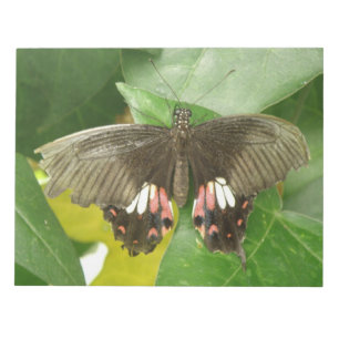 Scarlet Frack Butterfly Notepad Notizblock
