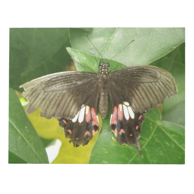 Scarlet Frack Butterfly Notepad Notizblock (Vorderseite)