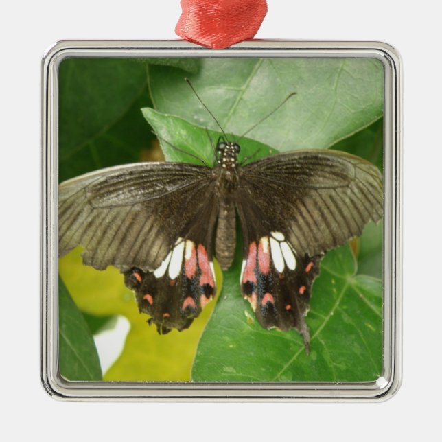 Scarlet Frack Butterfly Ornament (Vorne)