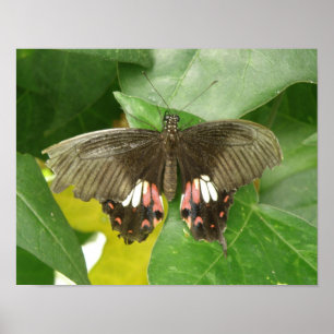 Scarlet Frack Butterfly Print Poster