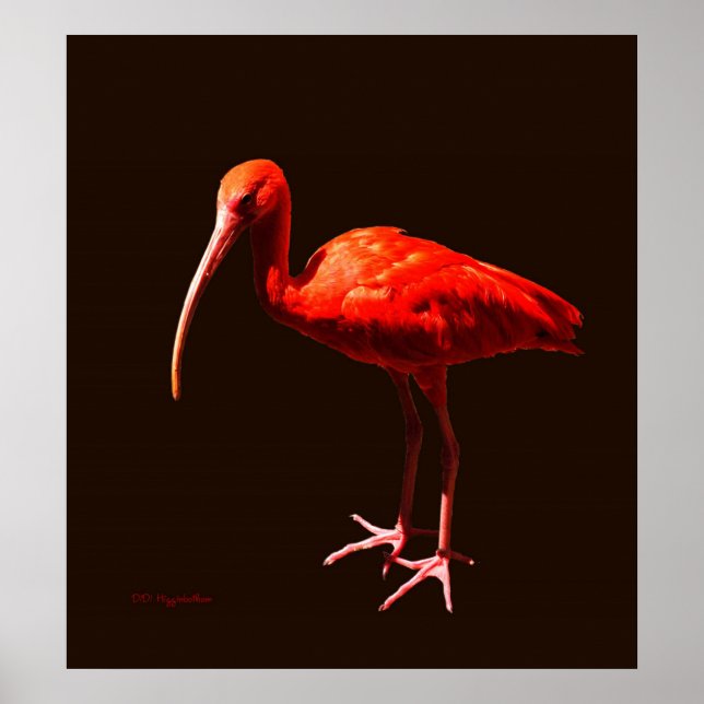 Scarlet Ibis auf schwarz Poster (Vorne)