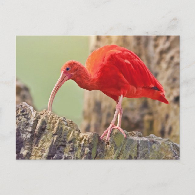 Scarlet Ibis Bird Postcard Postkarte (Vorderseite)