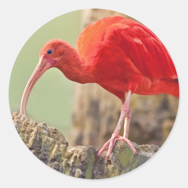 Scarlet Ibis Bird Sticker (Vorderseite)