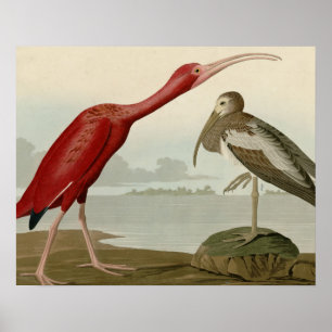 Scarlet Ibis Poster
