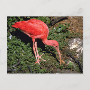 Scarlet ibis postkarte