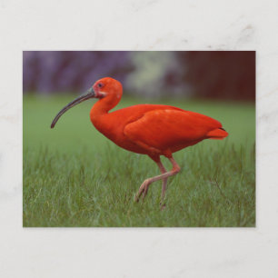 Scarlet ibis postkarte