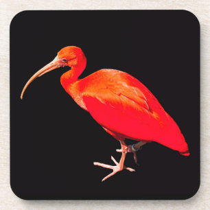 Scarlet Ibis Untersetzer
