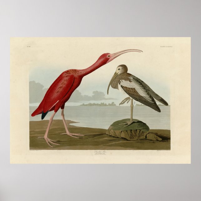 Scarlet Ibis - von Audubons Vögeln Amerikas Poster (Vorne)
