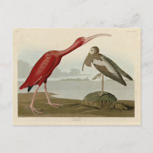 Scarlet Ibis - von Audubons Vögeln Amerikas Postkarte