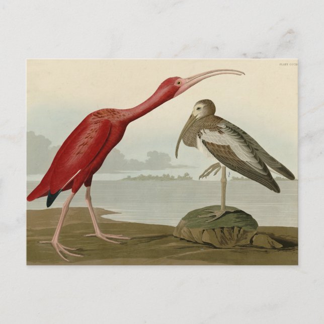 Scarlet Ibis - von Audubons Vögeln Amerikas Postkarte (Vorderseite)