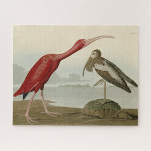 Scarlet Ibis - von Audubons Vögeln Amerikas Puzzle