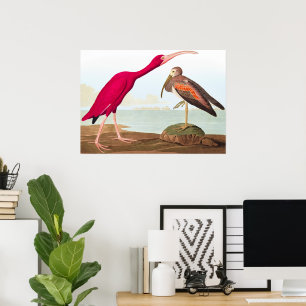 Scarlet ibis von John James Audubon Poster
