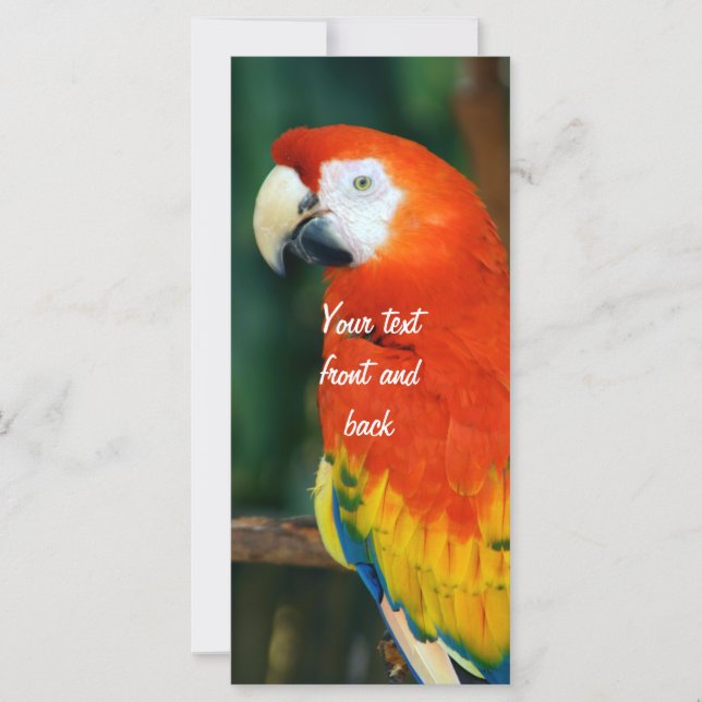Scarlet Macaw (Vorderseite)