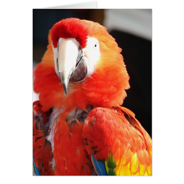 Scarlet Macaw (Vorne)