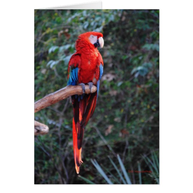 Scarlet Macaw (Vorne)
