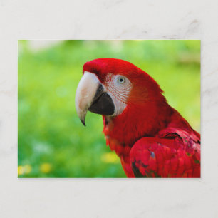 Scarlet Macaw Ara Macao American Parrot Postkarte