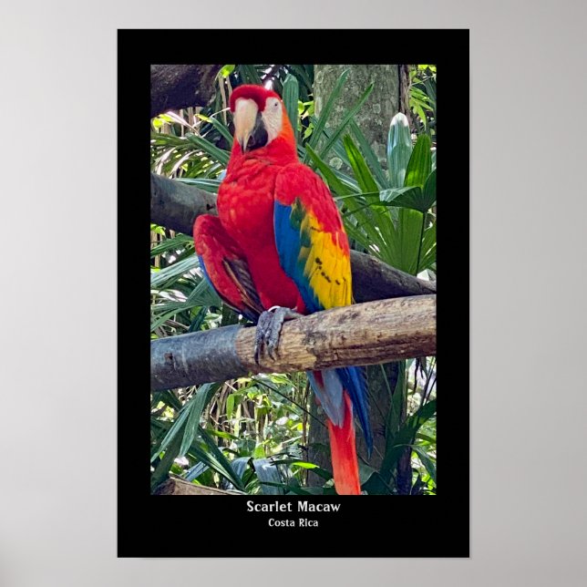Scarlet Macaw Costa Rica Poster Print (Vorne)