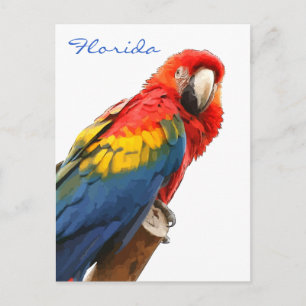 Scarlet Macaw Florda Postkarte