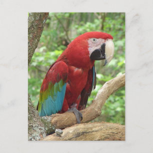 Scarlet Macaw Foto Postkarte