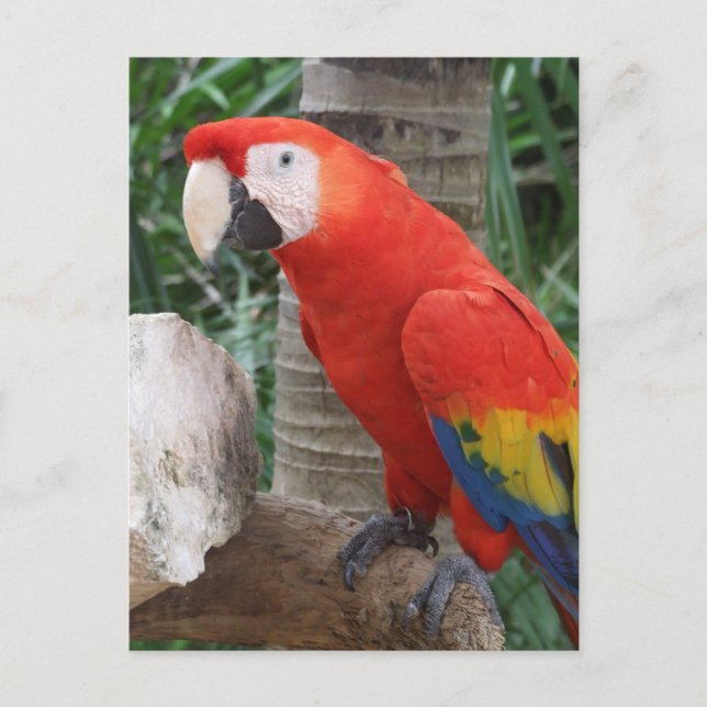 Scarlet Macaw Fotografie Postkarte (Vorderseite)