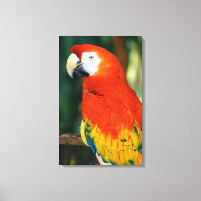 Scarlet Macaw Leinwanddruck (Vorderseite)