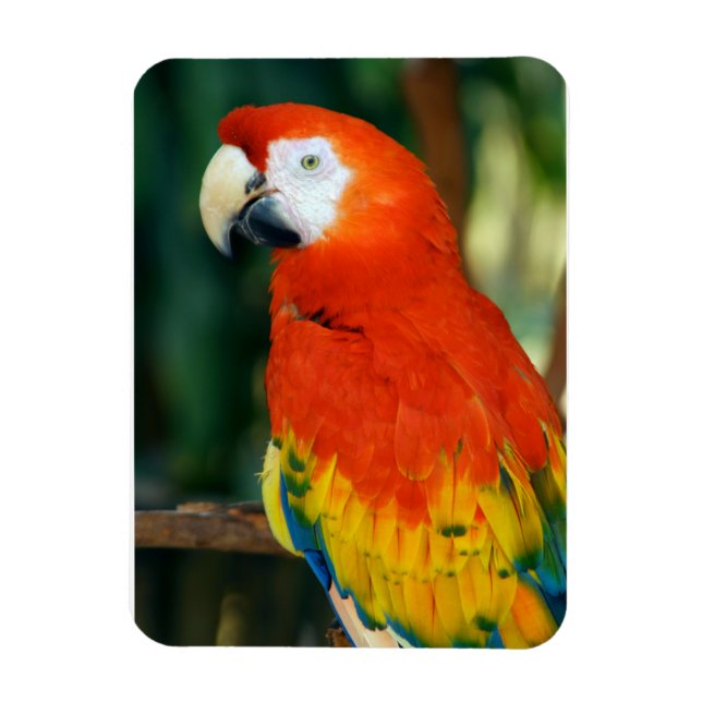 Scarlet Macaw Magnet (Vertikal)