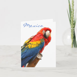 Scarlet Macaw Mexico Note Card Feiertagskarte