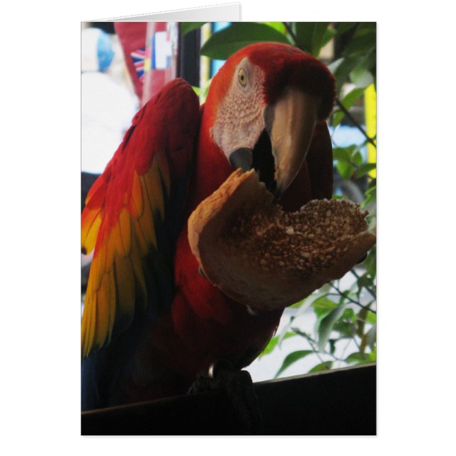 Scarlet Macaw Parrot Eating Toast Card (Vorne)