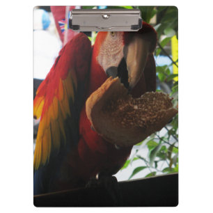 Scarlet Macaw Parrot Eating Toast Klemmbrett