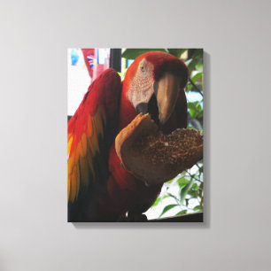 Scarlet Macaw Parrot Eating Toast Leinwanddruck