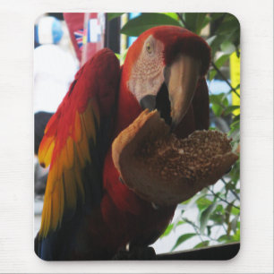 Scarlet Macaw Parrot Eating Toast Mousepad