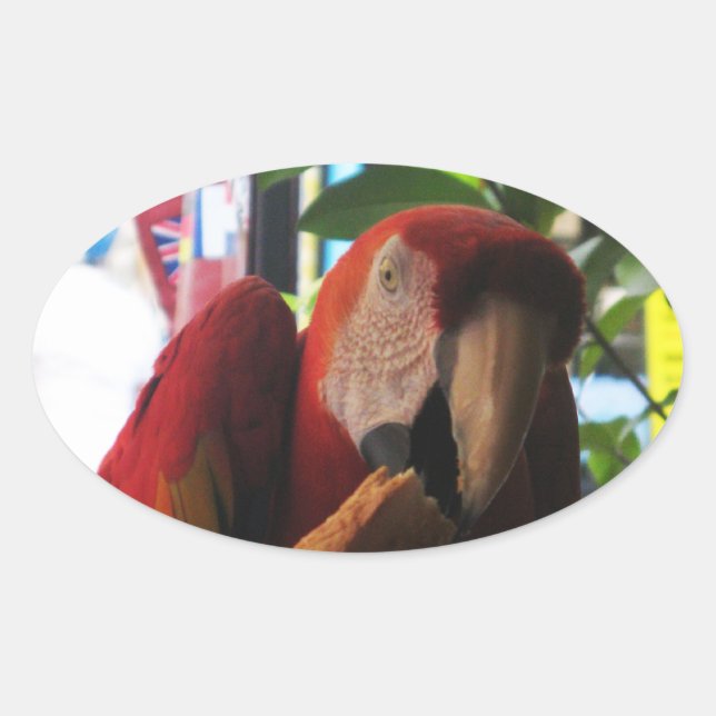Scarlet Macaw Parrot Eating Toast Ovaler Aufkleber (Vorderseite)