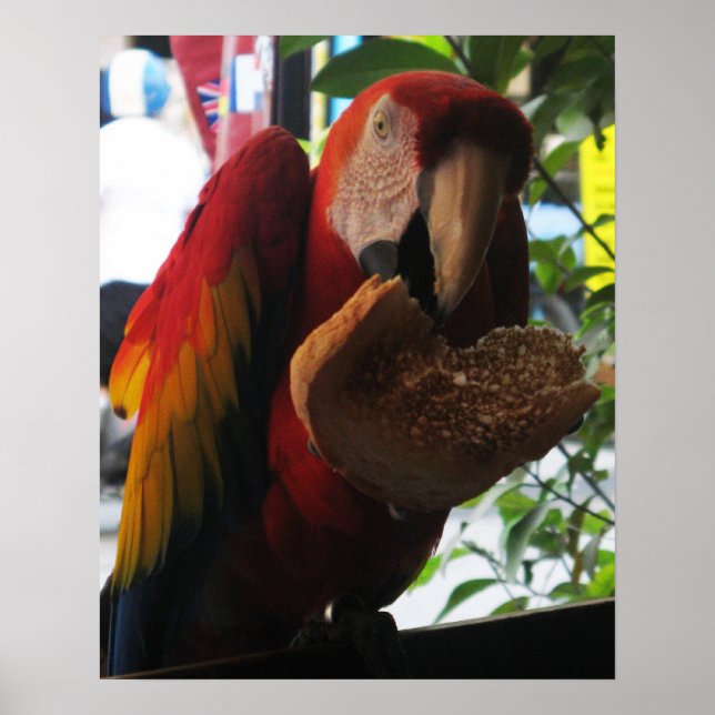 Scarlet Macaw Parrot Eating Toast Poster (Vorne)