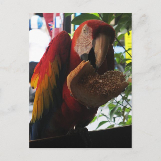Scarlet Macaw Parrot Eating Toast Postkarte (Vorderseite)