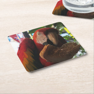 Scarlet Macaw Parrot Eating Toast Rechteckiger Pappuntersetzer