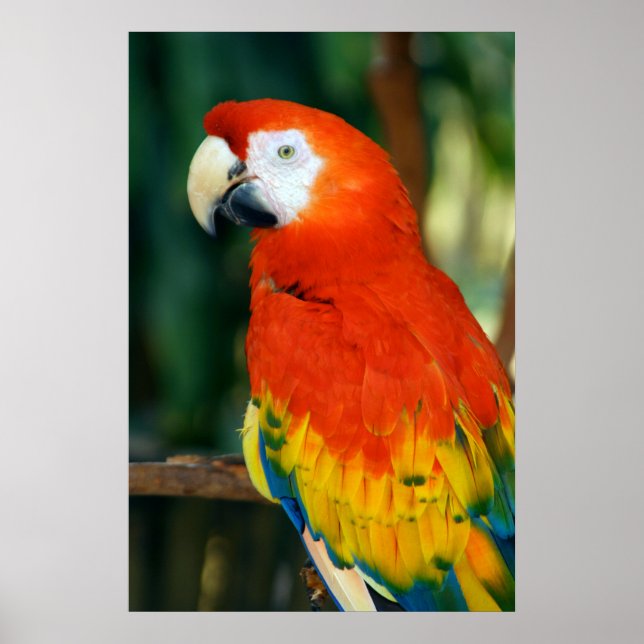Scarlet Macaw Poster (Vorne)