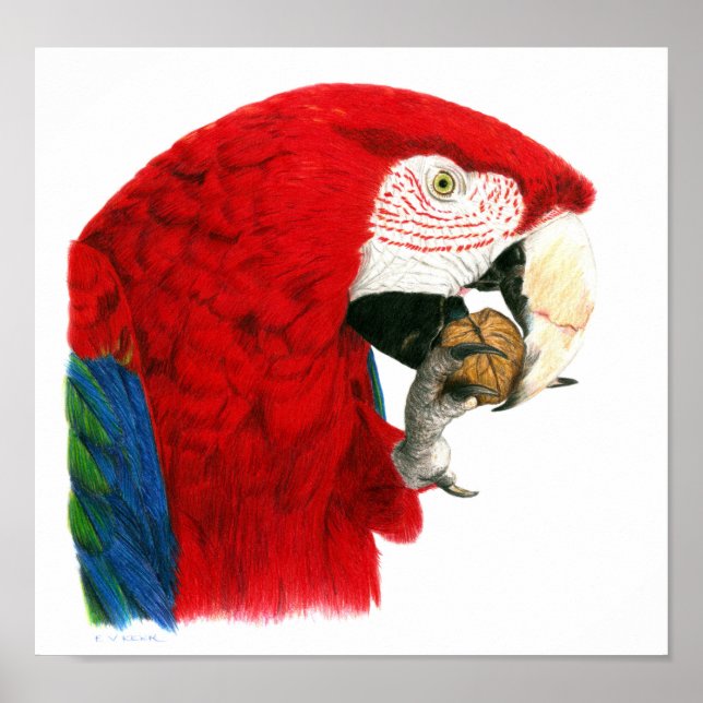 Scarlet Macaw Poster (Vorne)