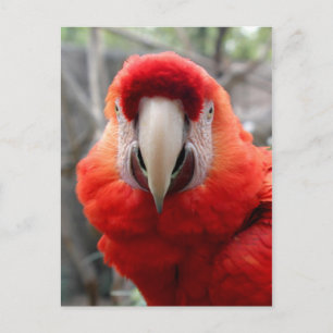 Scarlet Macaw Postkarte