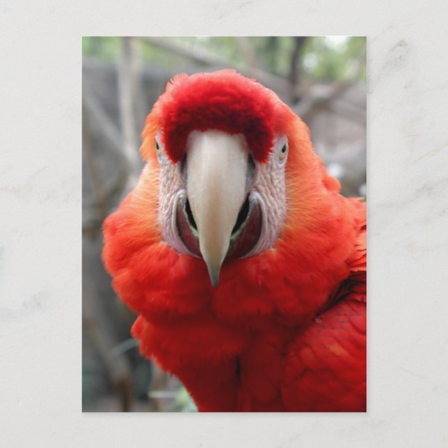 Scarlet Macaw Postkarte (Vorderseite)
