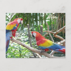 Scarlet Macaw Postkarte