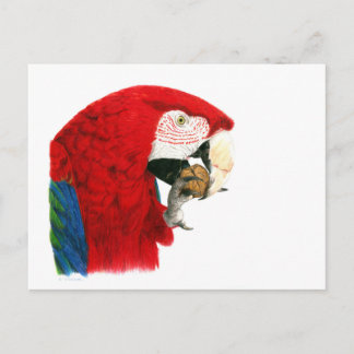 Scarlet Macaw Postkarte