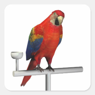 Scarlet Macaw Quadratischer Aufkleber