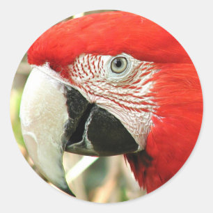 Scarlet Macaw Runder Aufkleber
