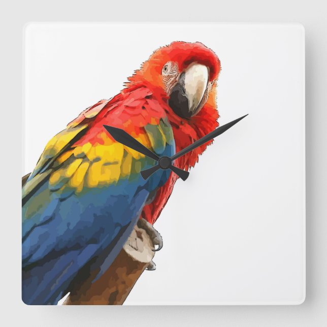 Scarlet Macaw Square Wall Uhr (Vorderseite)