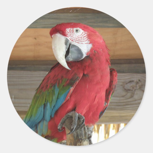 Scarlet Macaw Sticker (Vorderseite)