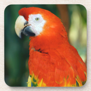 Scarlet Macaw Untersetzer